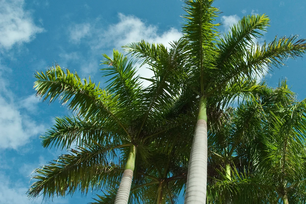 royal palm trees