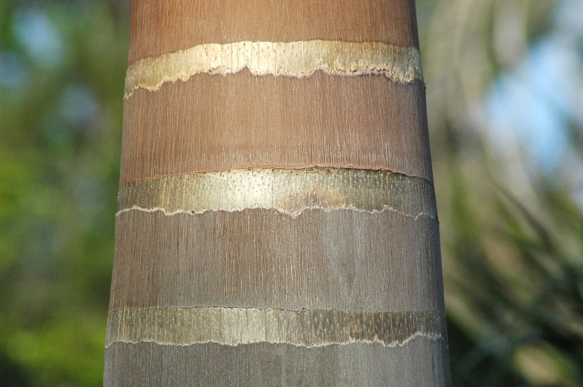 royal palm tree trunk