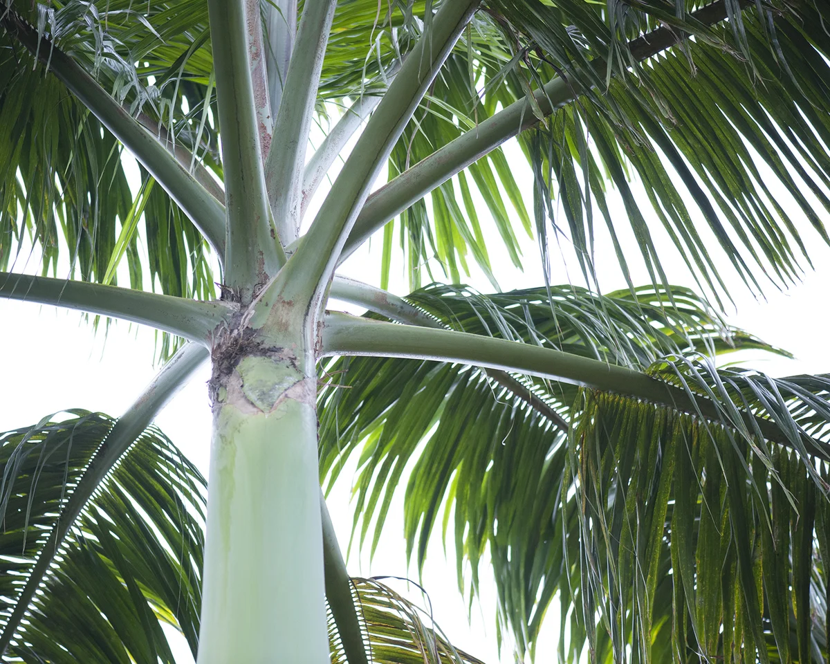 Royal palm tree fronds
