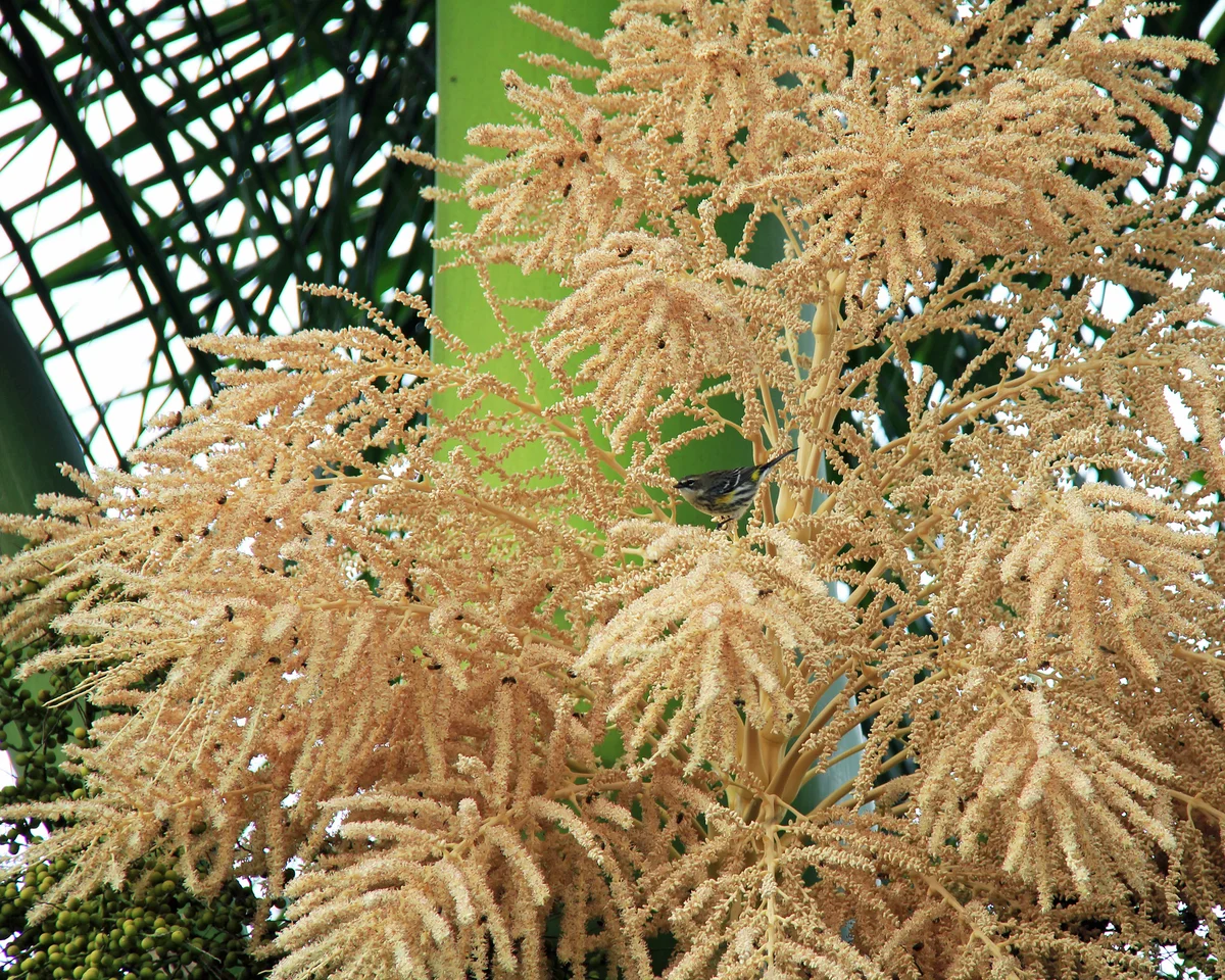 Royal palm flowers