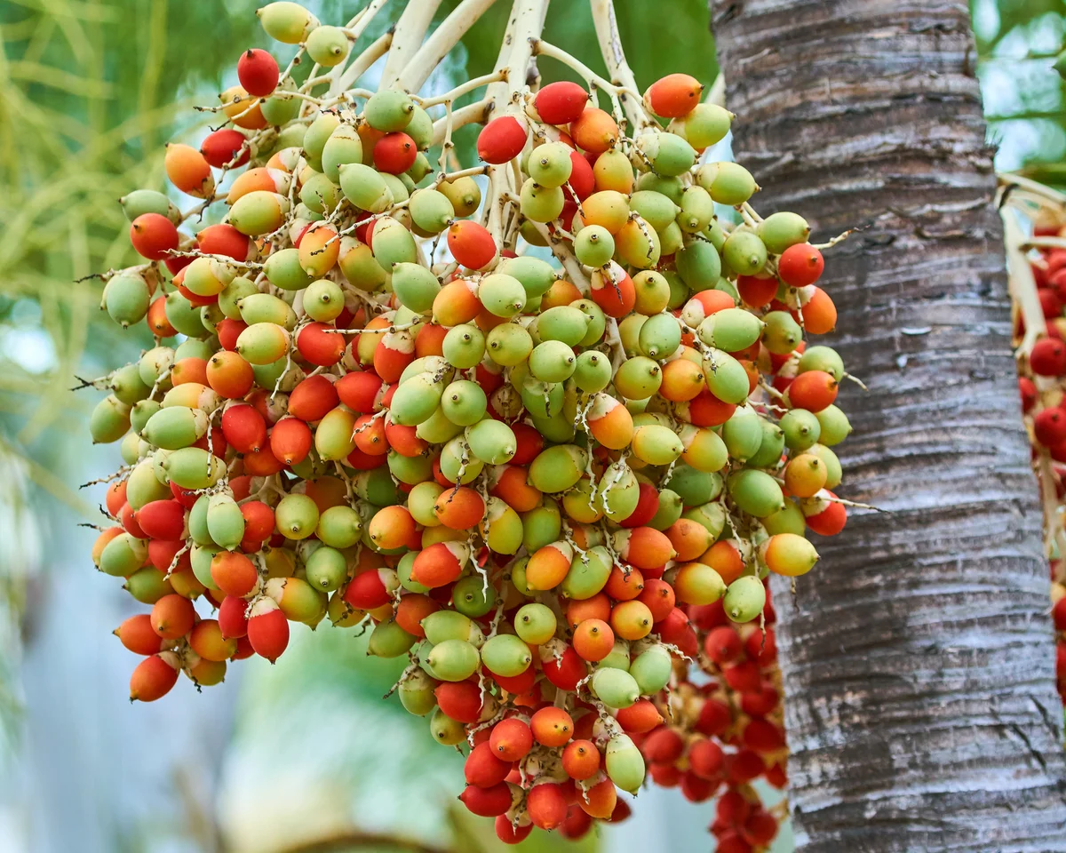 Unripe berries on a royal palm tree