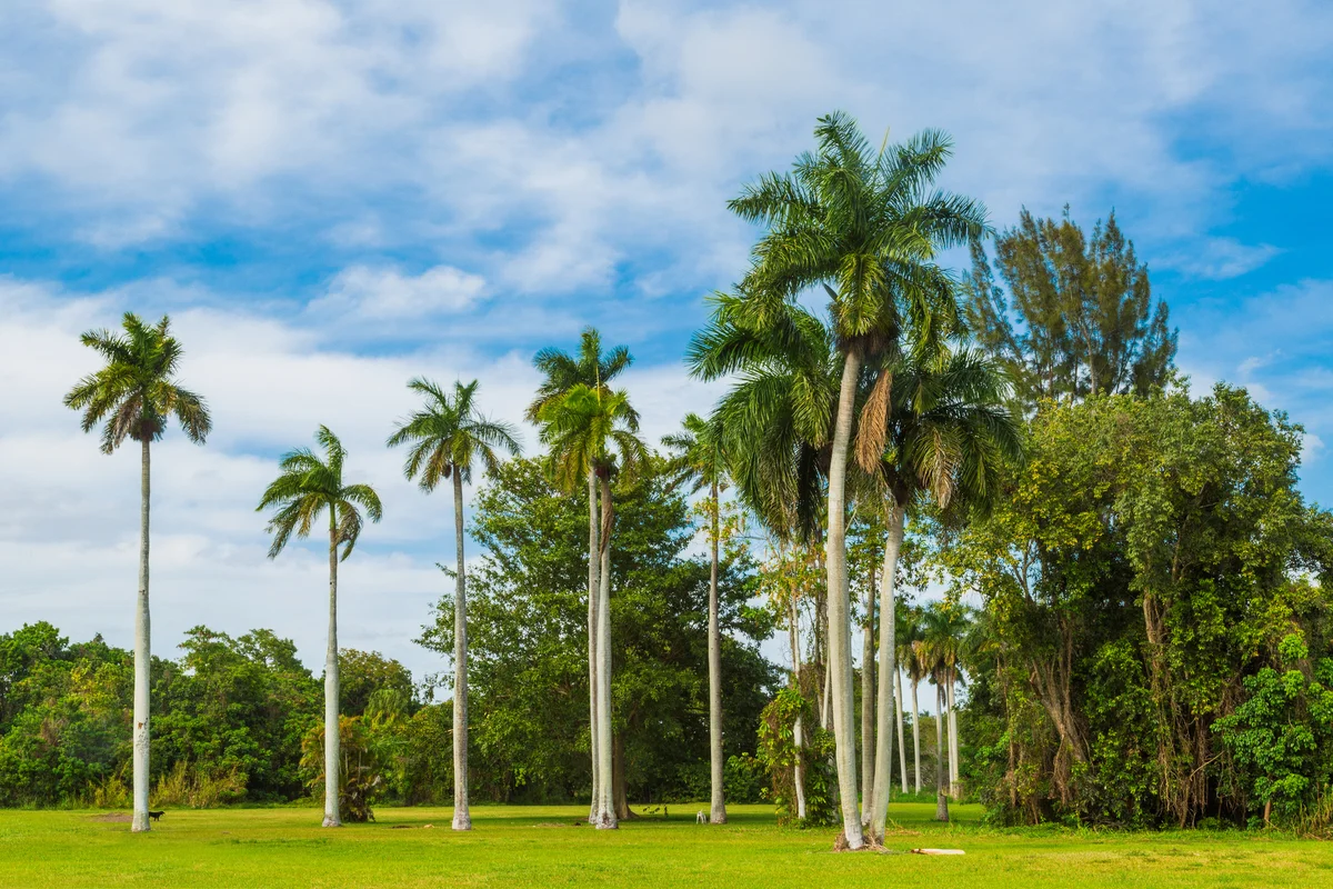 Florida palms