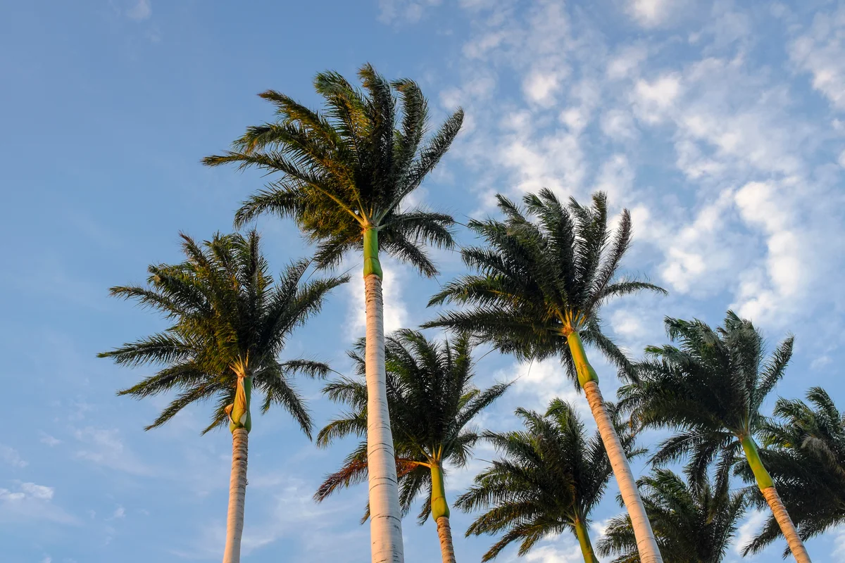 Hawaiian palms