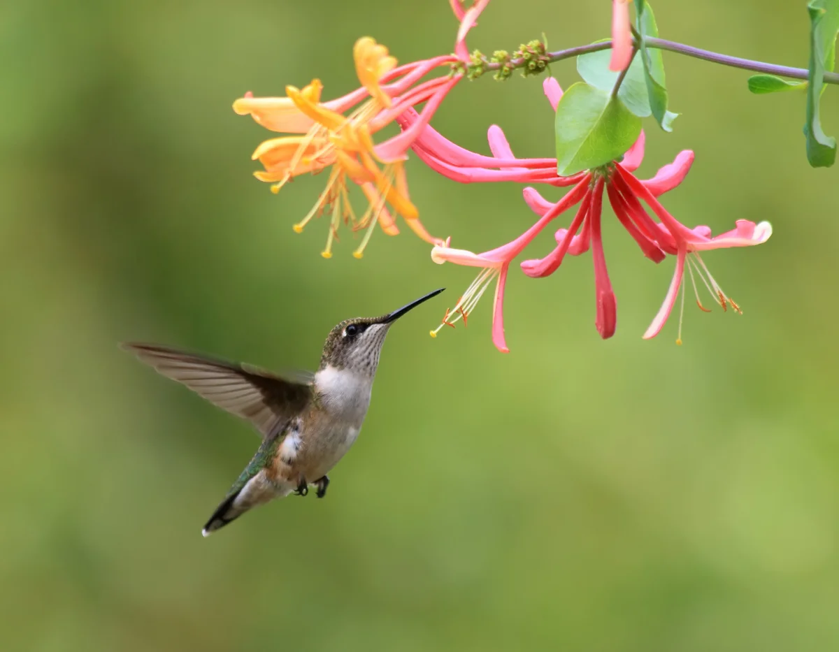 hummingbird drinking from honeysuckle