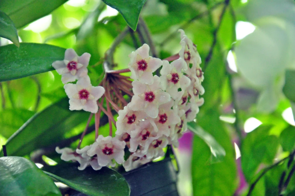 wax plant
