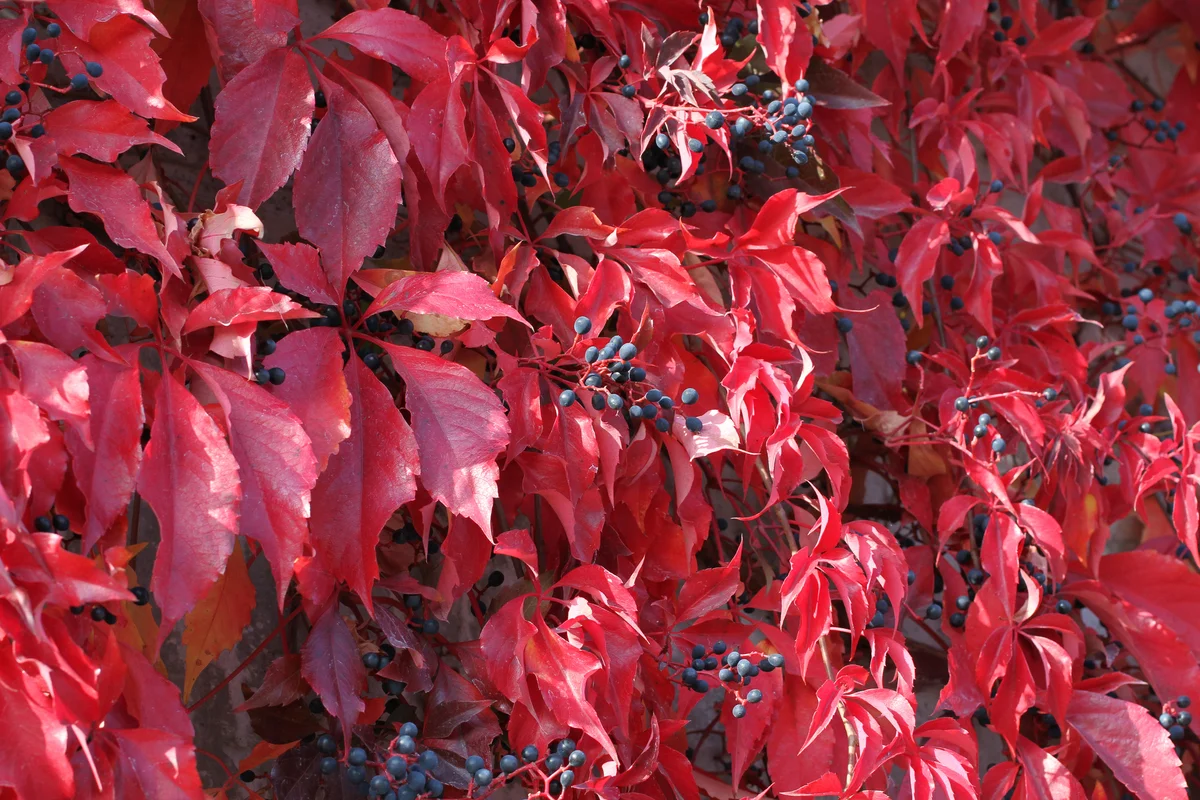 Virginia Creeper