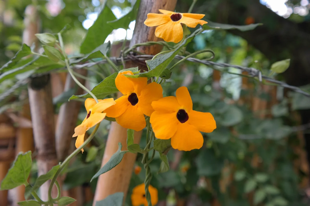 black eye susans