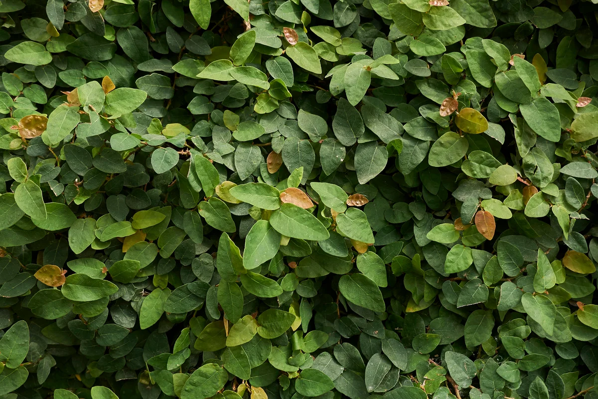 creeping fig