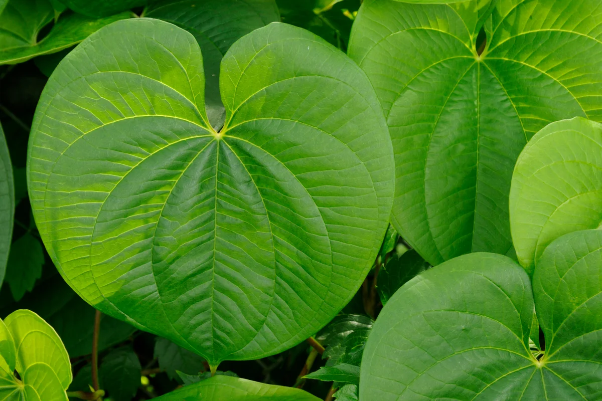 air potato vine