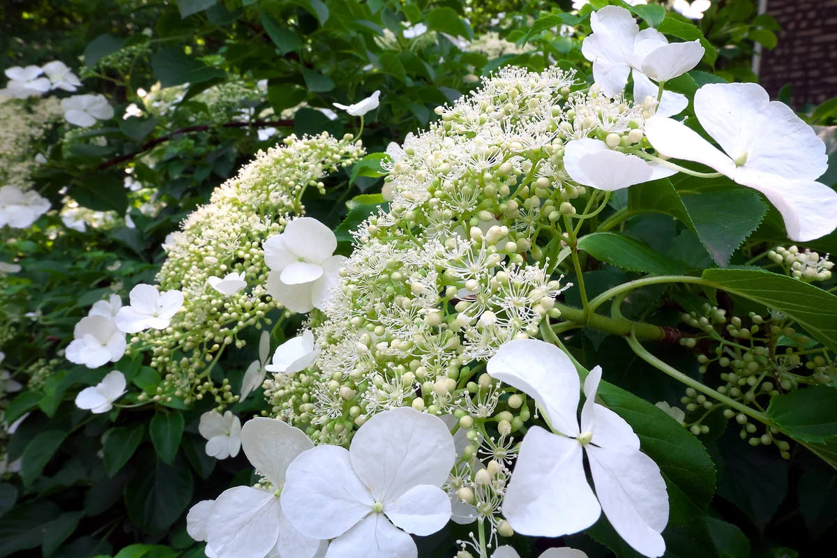 climbing hydrangea
