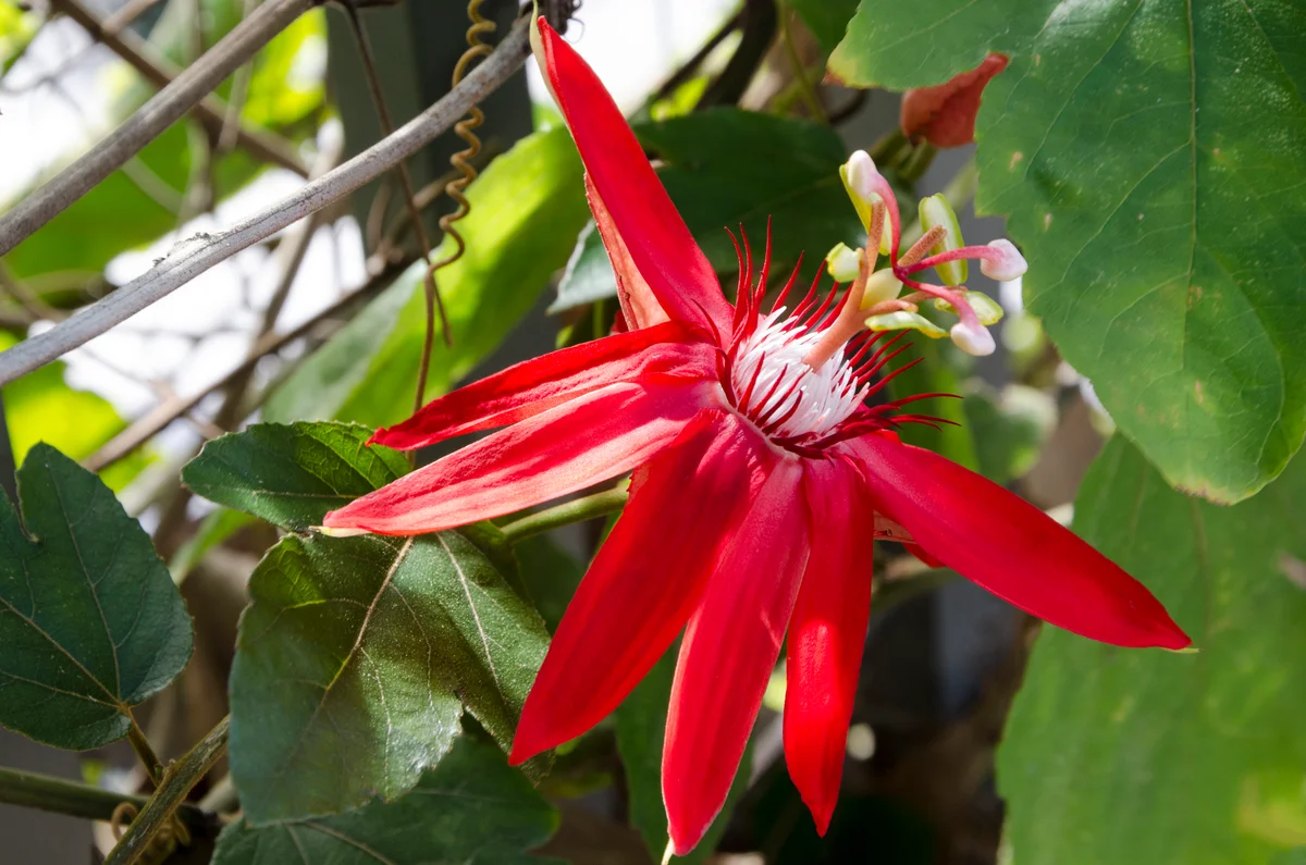 red passion flower