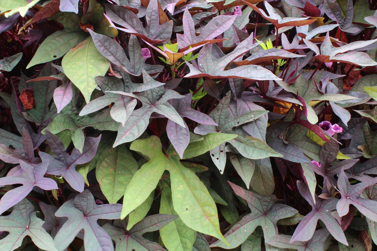Ornamental sweet potato vine
