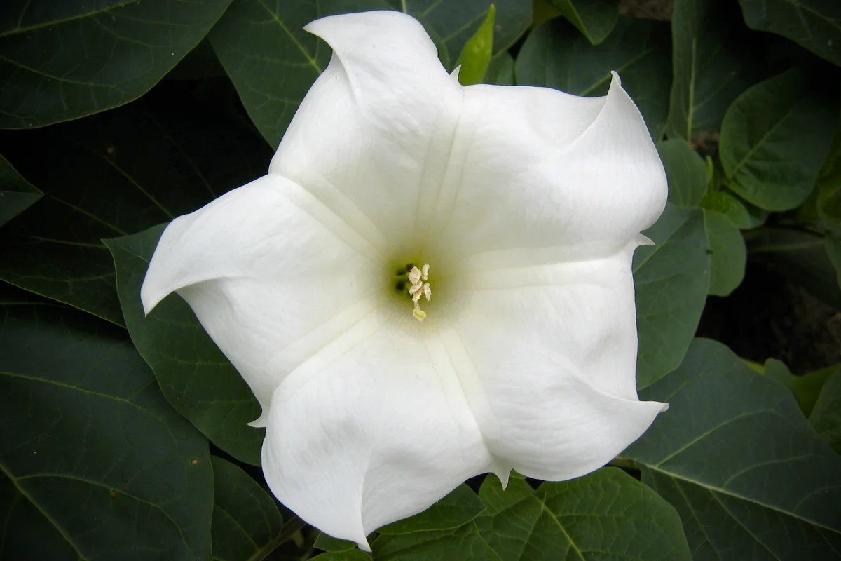 moonflower
