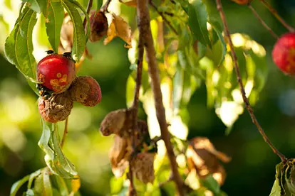 Peach Tree Rot