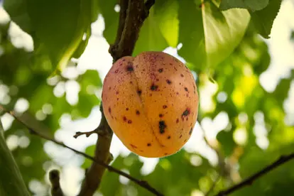 Peach scab