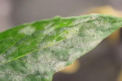 Powdery mildew on leaf