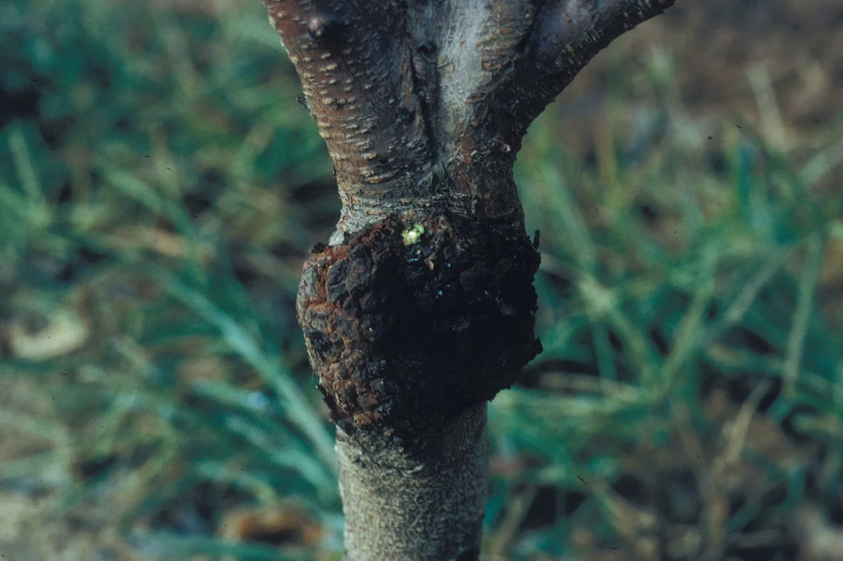 Crown Gall Peach