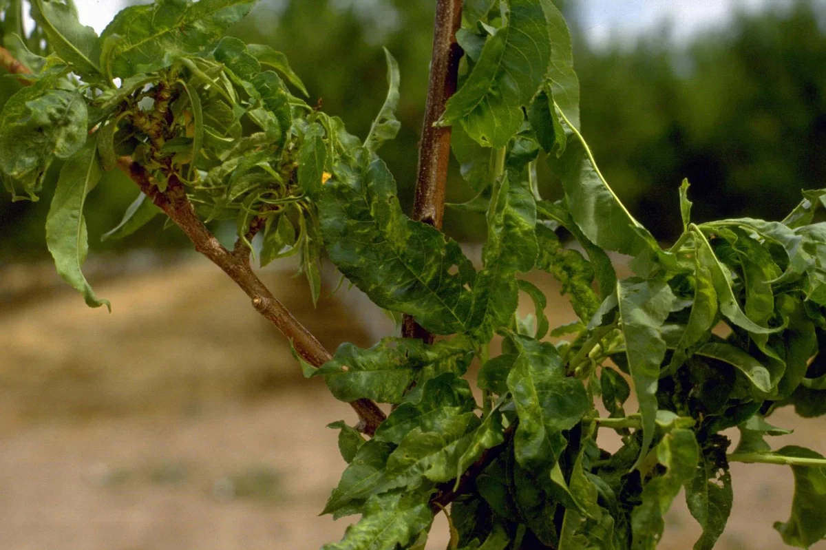 Peach Mosaic Virus, Location: Colorado, United States / Colorado State University