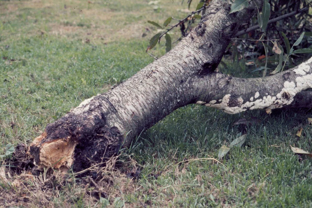 Root Rot image by Florida Division of Plant Industry , Florida Department of Agriculture and Consumer Services, Bugwood.org
