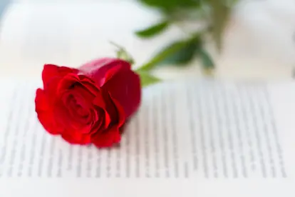 Red rose