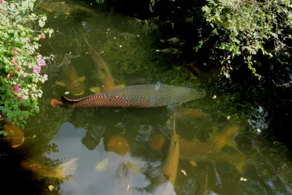 Arapaima
