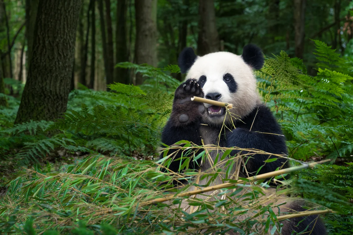 Panda In Forest