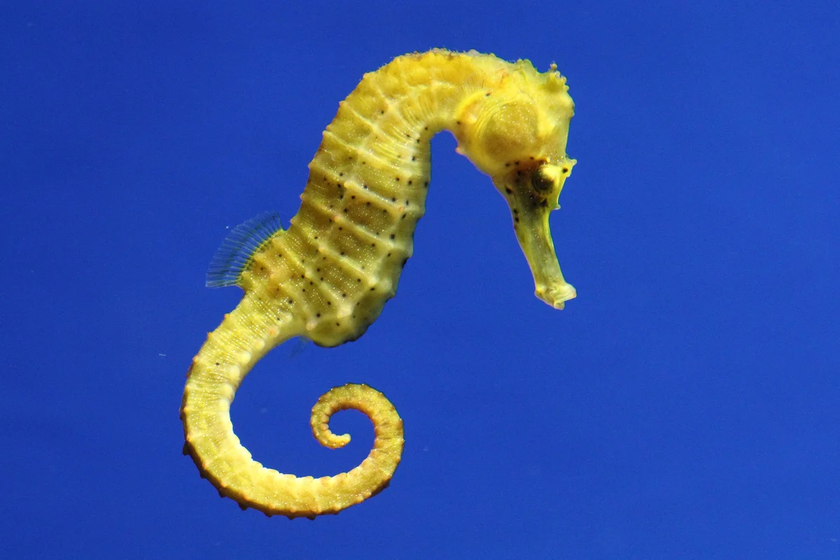 Yellow seahorse