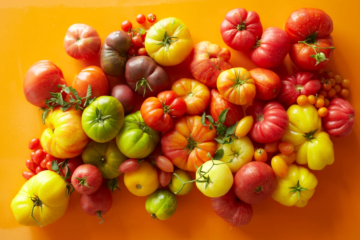 variety of tomatoes