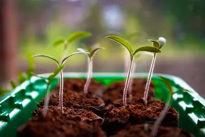 Tomato plant shoots