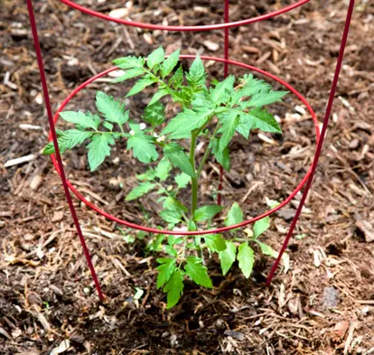 Young Tomato Plant