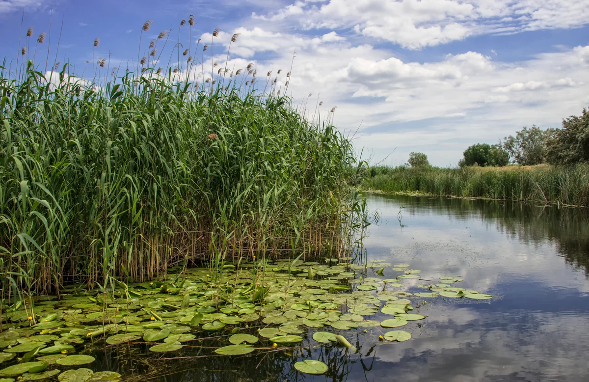 Wetland bird habitat