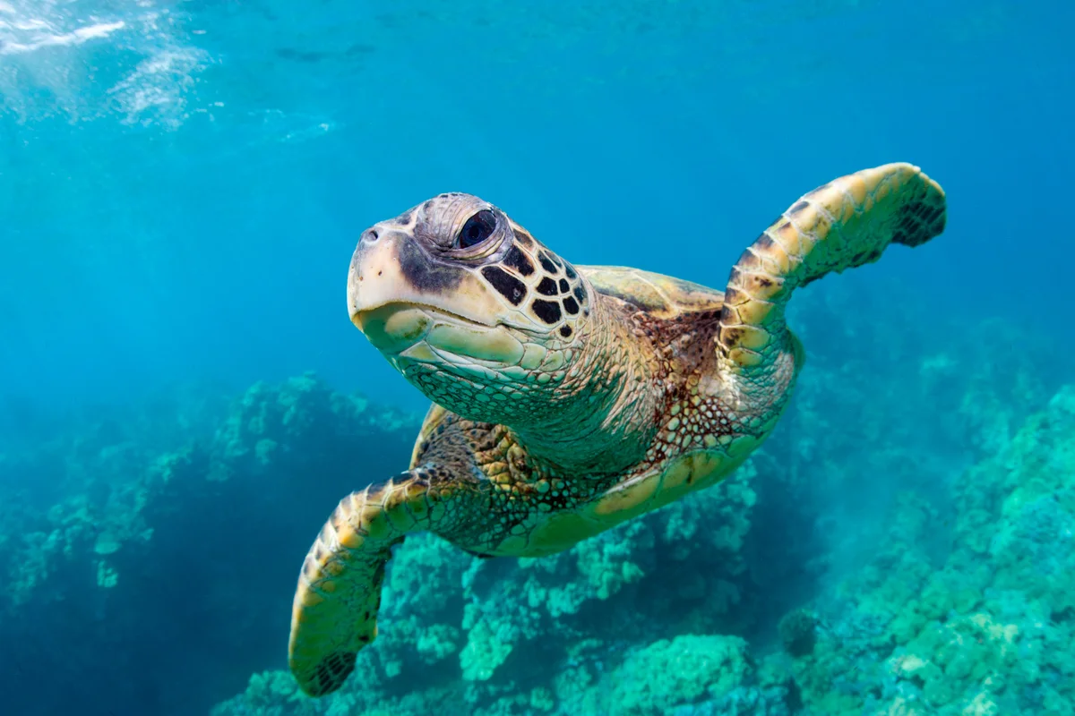 Sea turtle