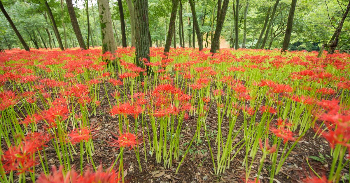Guide to Growing and Caring for Red Spider Lily