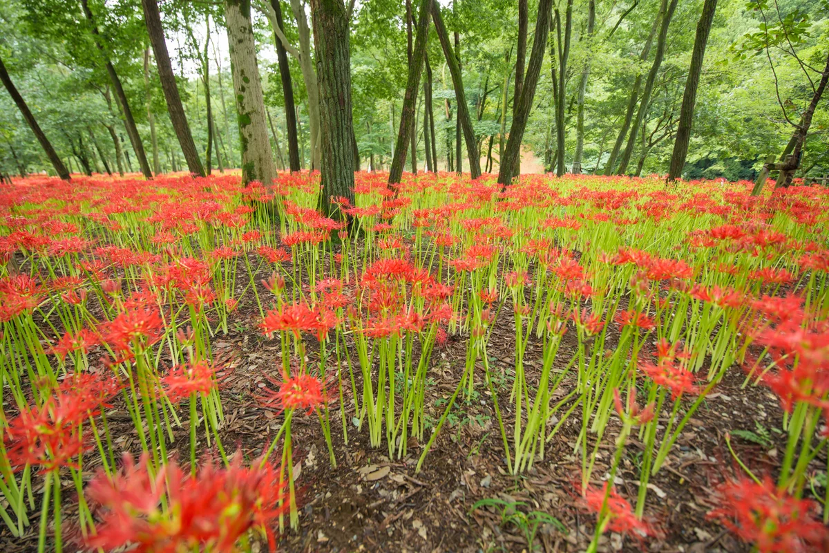 red spider lilies