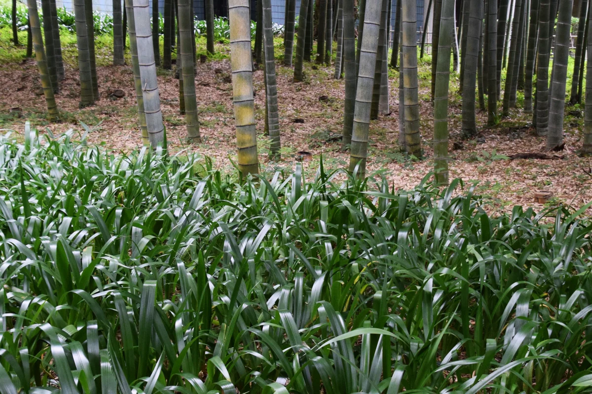 landscape with red spider lillies