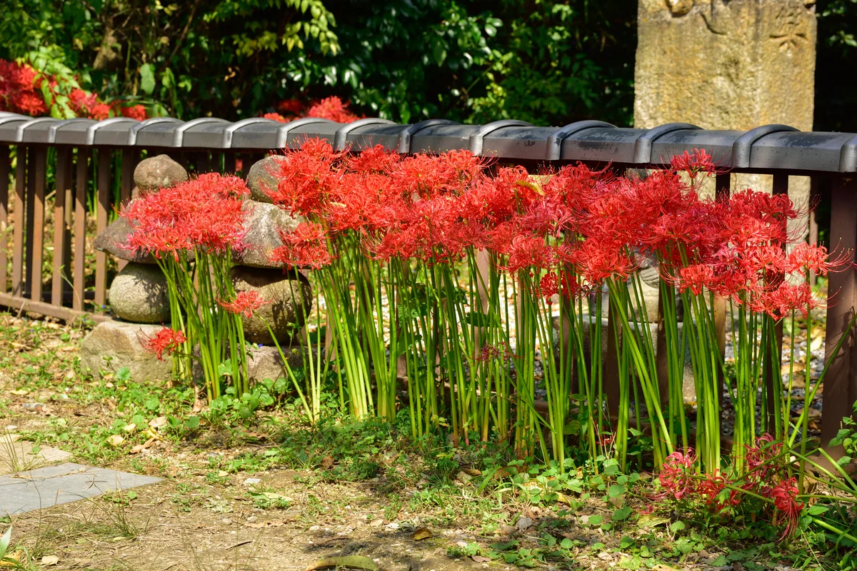 lilies in landscaping