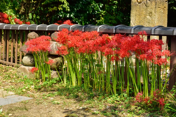 Guide to Growing and Caring for Red Spider Lily