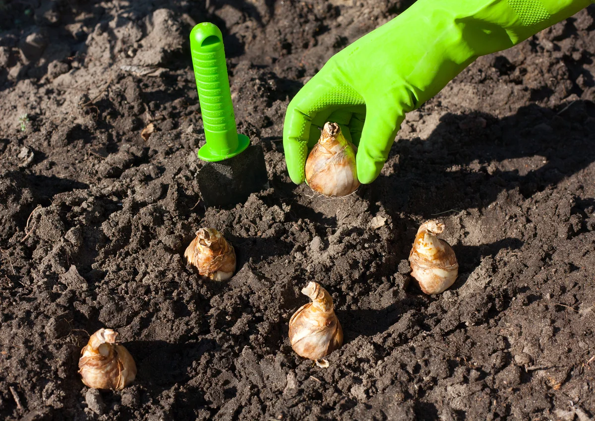 planting bulbs