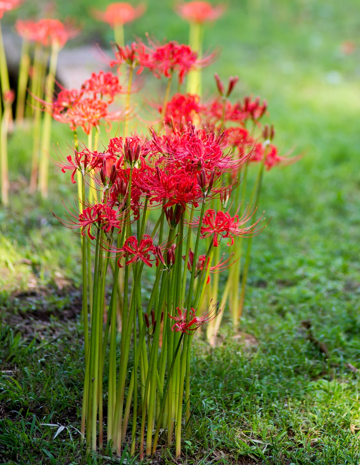 spider lilies in different lighting