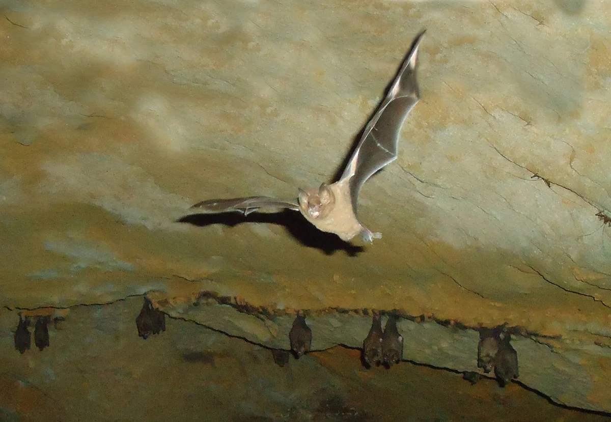 Bat Flying In Cave