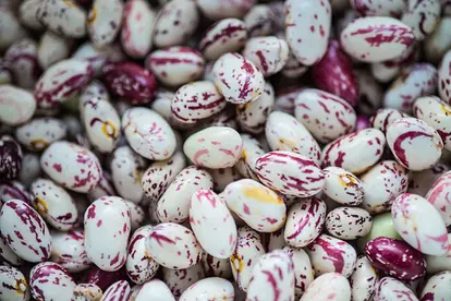Cranberry Beans