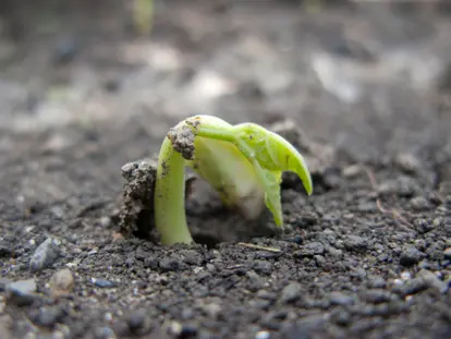 Bean Sprout