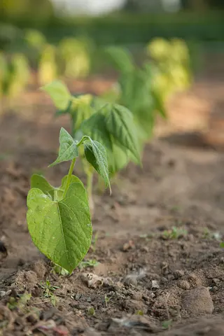 Gardening