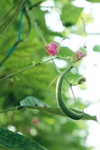 Flowering green bean plant