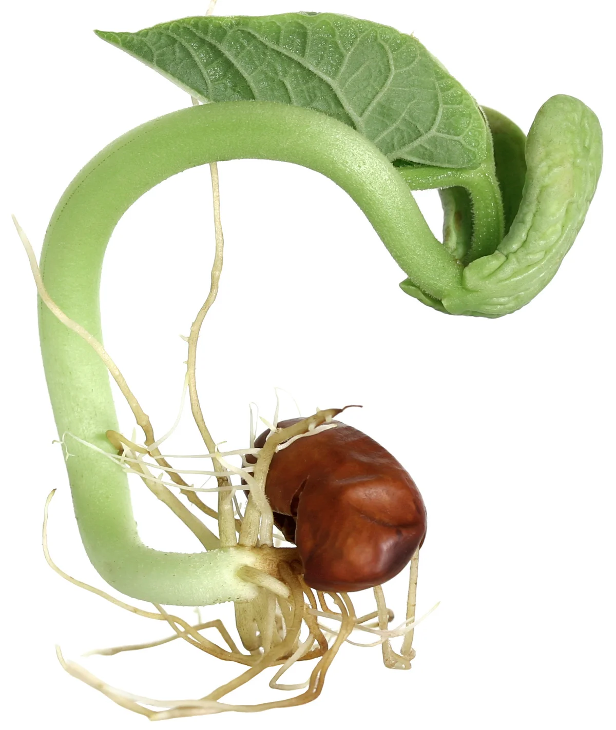 bean germination