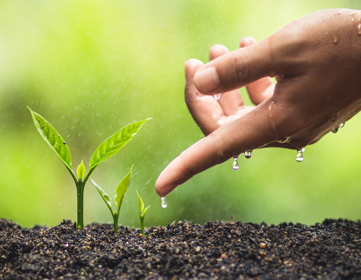 close up of hand with seedlings