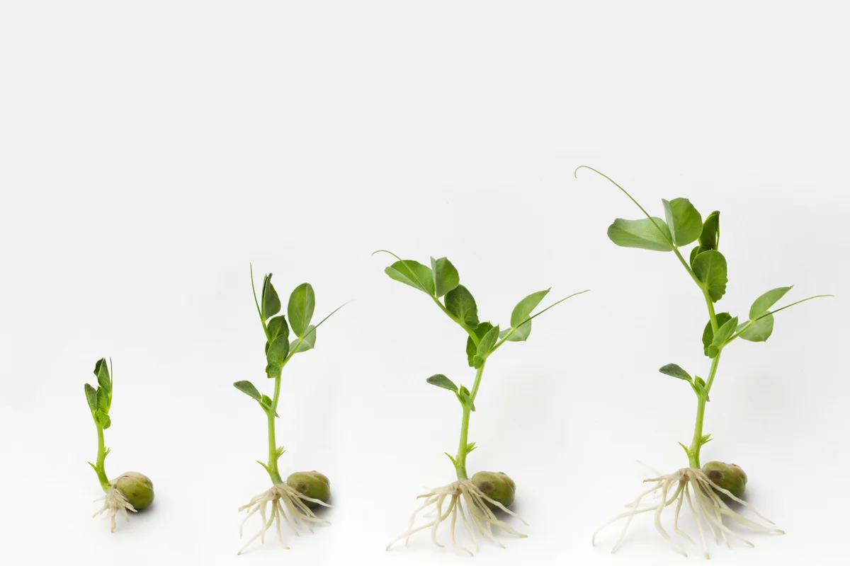sprouting plants