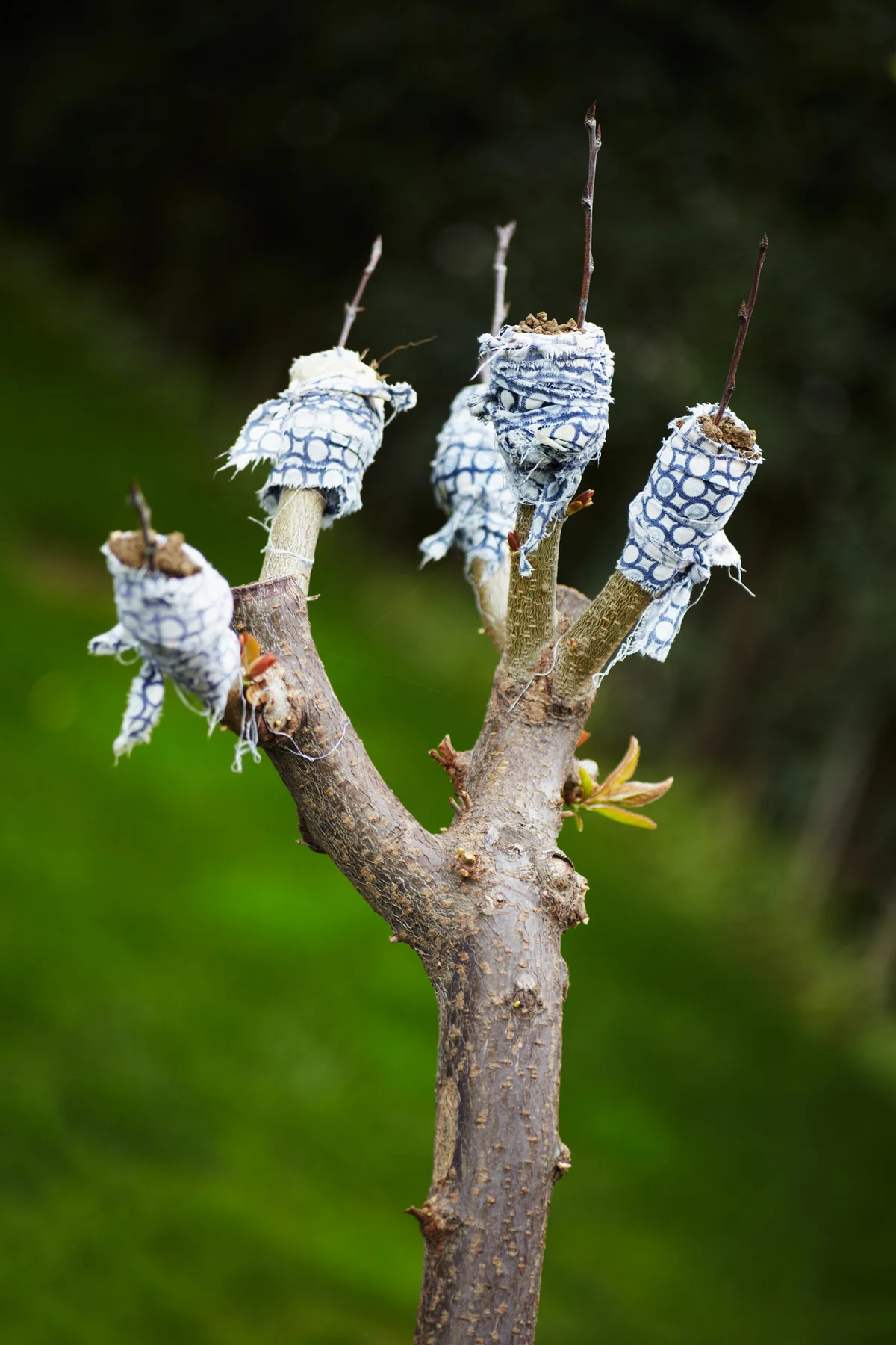 grafted tree