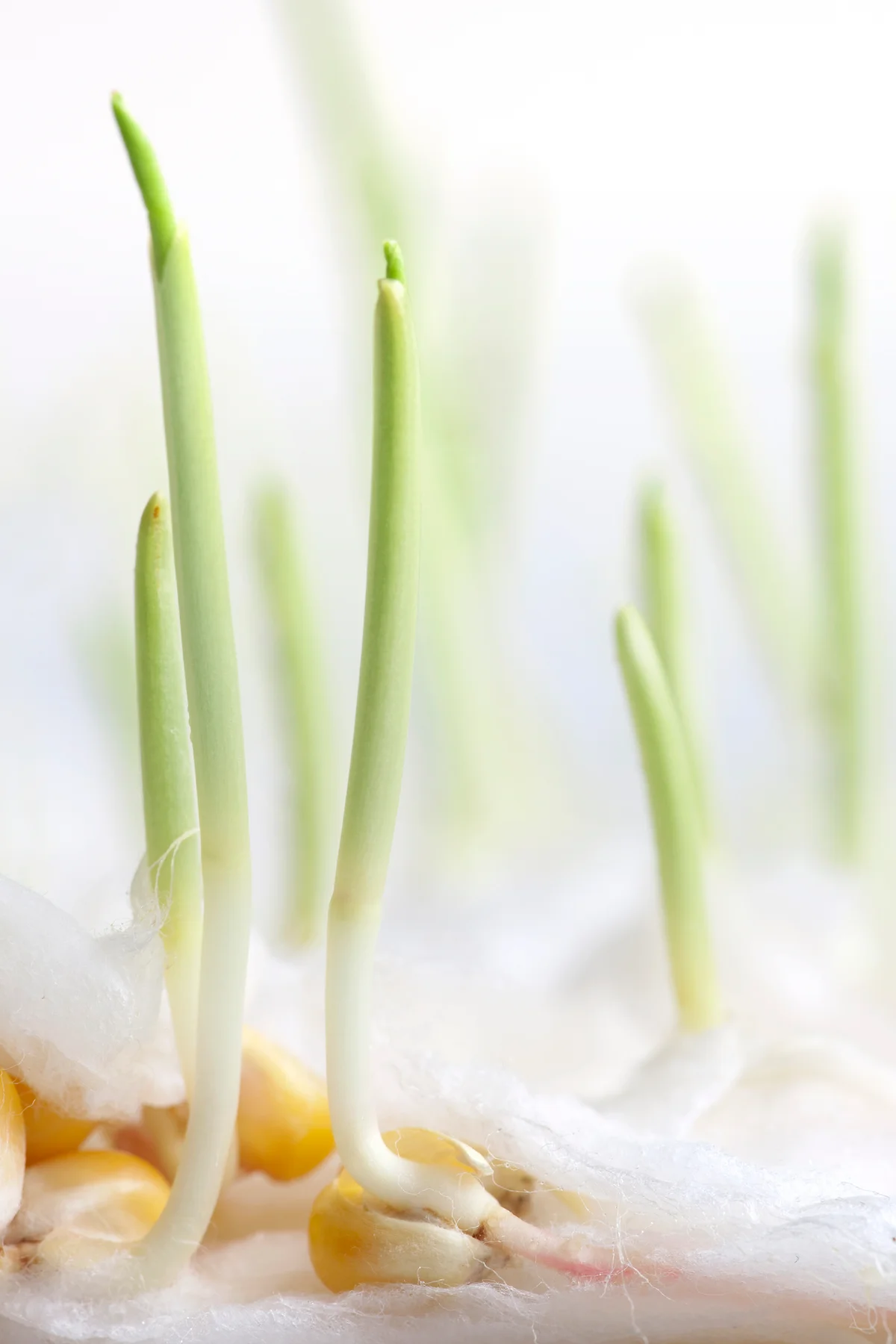 sprouting corn plants