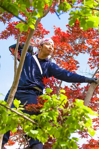 Gardener pruning trees